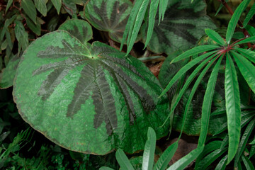 green tropical leaves close up