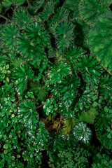 textured leaves of the begonia plant close up