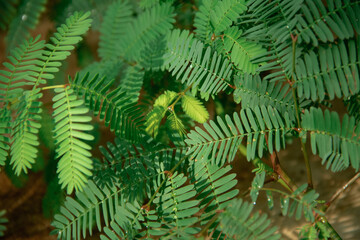 natural background of green leaves of the Senigallia plant