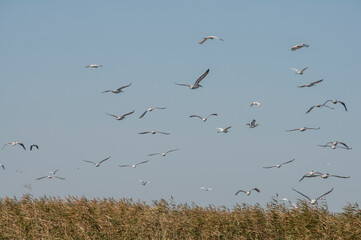 wild pelican