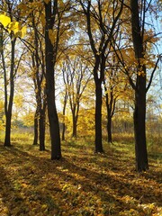 Fototapeta premium autumn in the park