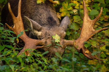 maple leaf on the horns of an elk