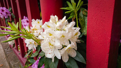 Flower And Buds Of The Magnolia Grandiflora, The Southern Magnolia Or Bull Bay, Tree Of The Family Magnoliaceae.