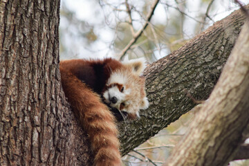 red panda in tree