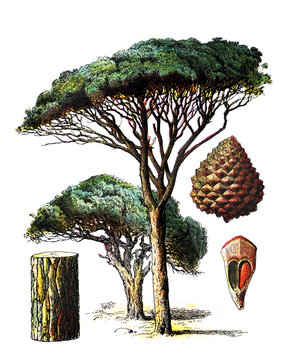 Pinus pinea or stone pine tree / Antique engraved illustration from from La Rousse XX Sciele	