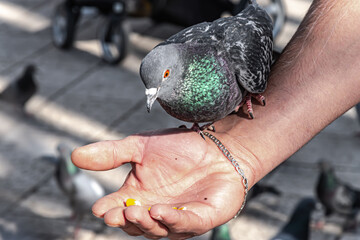 Feeding pigeon