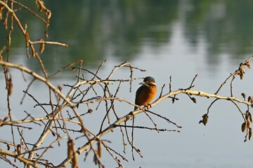 zimorodek
