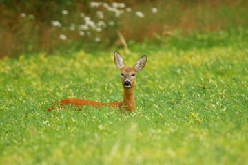 sarna © Robert