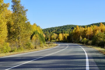 Obraz premium Autumnal Park. Autumn Trees and Leaves. Fall. Golden green orange leaves. Golden birch. The road going far away through the golden magic forest 