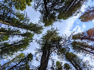 looking towards the sky through trees