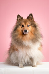 Pretty shetland sheepdog looking at the camera sitting on a pink background in a vertical image