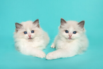 Two cute ragdoll kittens lying down in opisite directions on a blue turquoise background