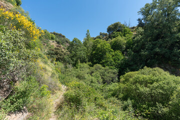 Fototapeta na wymiar ravine in southern Spain with abundant vegetation