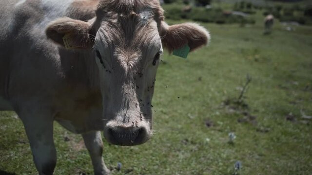 Close up of a cow's head with lots of flies irritating domestic animal
