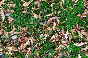 Cover of brown fallen leaves of horse chestnut on the lawn from above