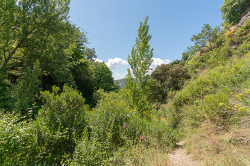 Fototapeta na wymiar ravine in southern Spain with abundant vegetation