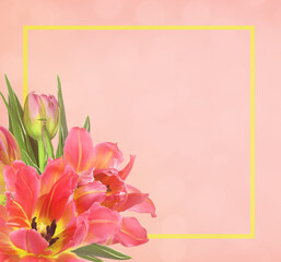 Coral tulip flowers in a corner arrangement with yellow frame on soft bokeh