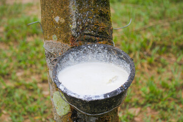 Vietnam rubber tree,Tapping latex rubber source of natural
