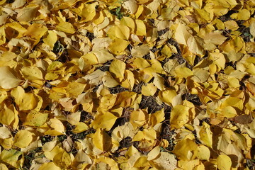 Backdrop - yellow fallen leaves of apricot in October