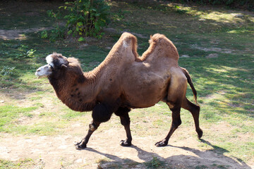Camel at the zoo, Rostov Zoo.