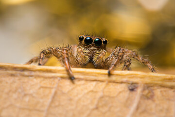 A very sharp and detailed jumping spider.