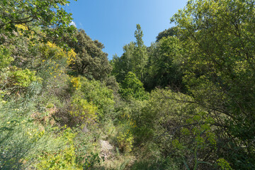 ravine in southern Spain with abundant vegetation