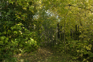 wooden gate of an abandoned house among the trees