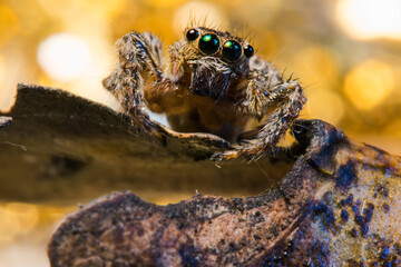 A very sharp and detailed jumping spider.