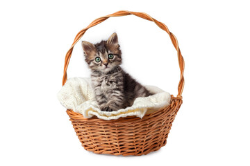 Fototapeta na wymiar Cute striped kitten sits in a basket on a knitted bedding. Isolated on a white background.