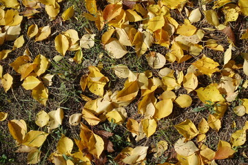 Dull grass covered with yellow fallen leaves of apricot in October