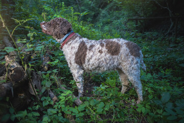 dog searching for truffles in the woods