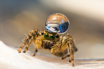 A very sharp and detailed jumping spider.
