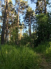 trees in the woods