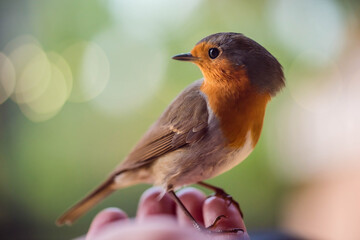 robin eating from a woman's hand