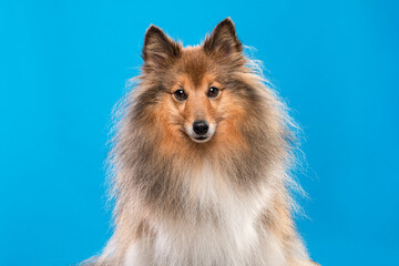 Portrait of a pretty shetland sheepdog looking at the camera on a bright blue background