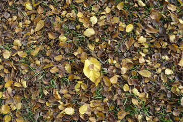 Yellow and brown fallen leaves of mulberry in October