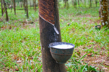 Vietnam rubber tree,Tapping latex rubber source of natural