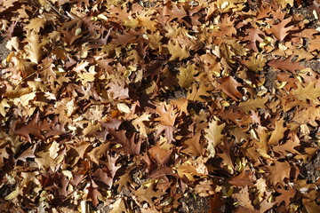 Background - brown fallen leaves of red oak in October