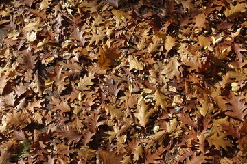 Brown fallen leaves of red oak in October