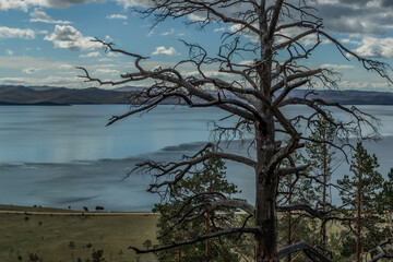 Dry dead bare tree after fire among pine forest on green yellow grass shore. Baikal lake coastline background. Blue sky with white clouds, mountains on horizon. Siberia nature landscape