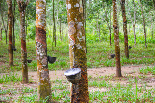 Vietnam rubber tree,Tapping latex rubber source of natural