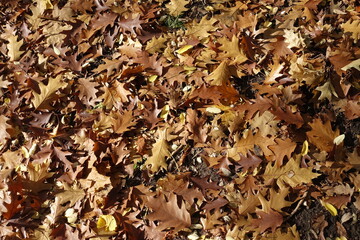 Fallen leaves of red oak in shades of brown in October