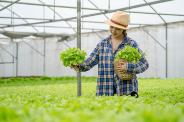 Obraz premium Fresh from farm. Gardener carrying crate of fresh lettuce from farm ready to sell to client.