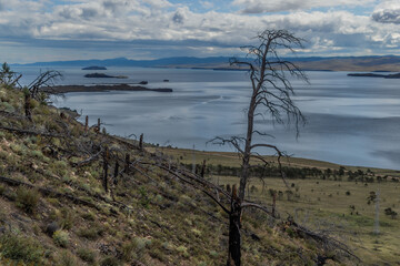 Dry dead bare tree after fire among burnt felled forest in green yellow grass on slope of mountain. Blue Baikal lake with islands. Sky with clouds, mountains on horizon. Siberia nature landscape