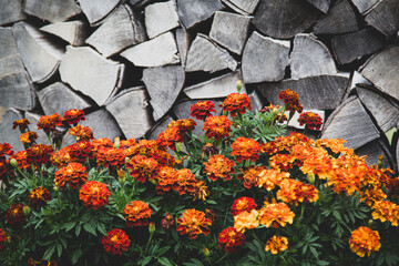Orange Flowers in front of a staple of  firewood