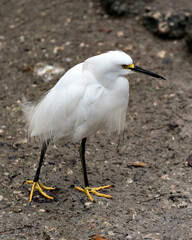 Snowy Egret Stock Photos. Close-up profile view standing on the ground displaying its white plumage, beak in its environment and habitat. Image. Picture. Portrait.