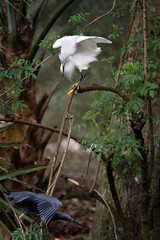 Snowy Egret Stock Photos. Snowy Egret interacting with a Little Blue Heron bird for territory space with their spread wings and with a foliage in their environment and habitat. Territorial birds.