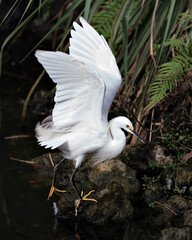Snowy Egret Stock Photos.  lose up with its spread wings by the water standing on a moss rock displaying white feather plumage, wings, in its environment and habitat with a foliage background. Image. 