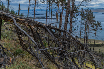 Dead tree with branches felled after fire among trunks of pine forest on slope of mountain. Shore of bay blue Baikal lake. Siberia nature landscape with mountains