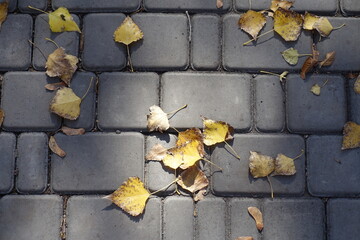 Close view of fallen leaves of cottonwood on the pavement